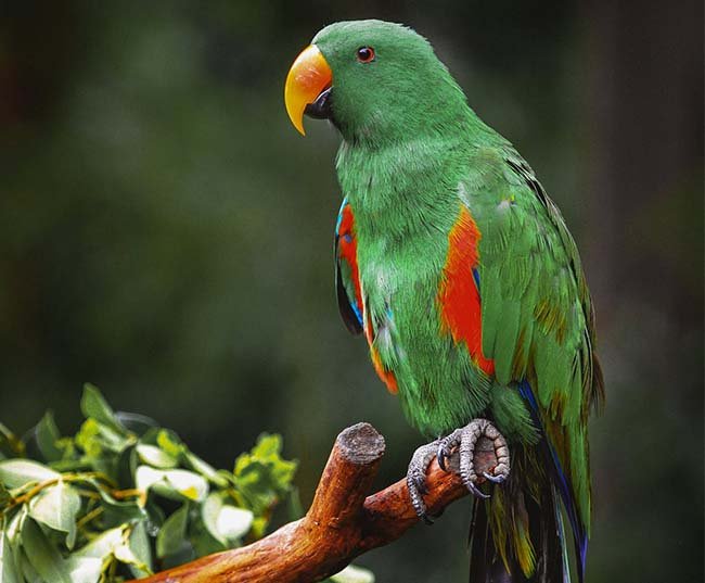 a parrot bird on brown tree branch